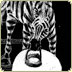 scratchboard illustration zebras hold lanterns