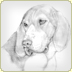 graphite illustration treeing walker coonhound sketch