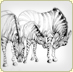 graphite illustration zebra sketch