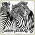 linocut zebra group or cohort of zebra